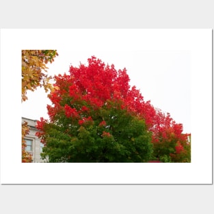 Red green fall trees thanksgiving Posters and Art